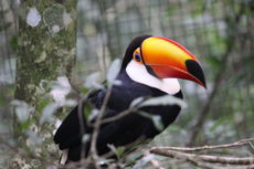 Tucano Parque das Aves Brasil