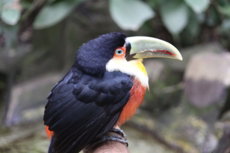 Araci Parque das Aves Brasil