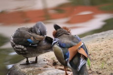 Duck Parque das Aves Brasil