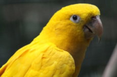 Ararajuba Parqrue das Aves Brasil