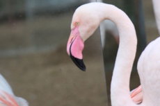 Flamingo Parque das Aves Brasil