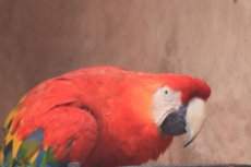 Parque das Aves Arara vermelha