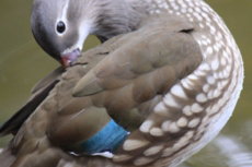 Duck Parque das Aves Brasil