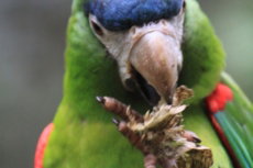Papagaio Parque das Aves Brasil