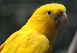 Ararajuba Parqrue das Aves Brasil
