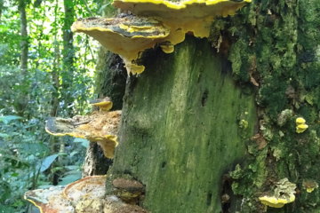 Cogumelo-Amarelo-na-trilha-do-canzi.jpg Cogumelo Amarelo